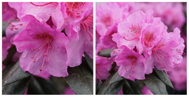 Black Hatt Rhododendron - Outdoor Living - Garden - 4" Pot - C2 - $55.99