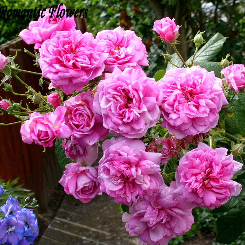 Heirloom Pink Damask Rose Bush Flower Seeds , 100 Seeds / Bag, Asaka