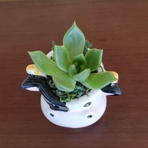 Cow Planter with Succulent, Live Plant Gift, Echeveria Agavoides, Farm Animal image 3