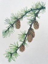 Larch Tree Art Print 1953 Vintage Botanical Branch Lithograph Cabin Home... - $15.00