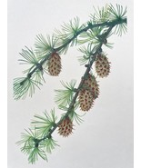 Larch Tree Art Print 1953 Vintage Botanical Branch Lithograph Cabin Home... - $15.00