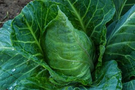 Collard Greens Vates Non GMO Heirloom Garden Vegetable 25 Seeds - $1.77