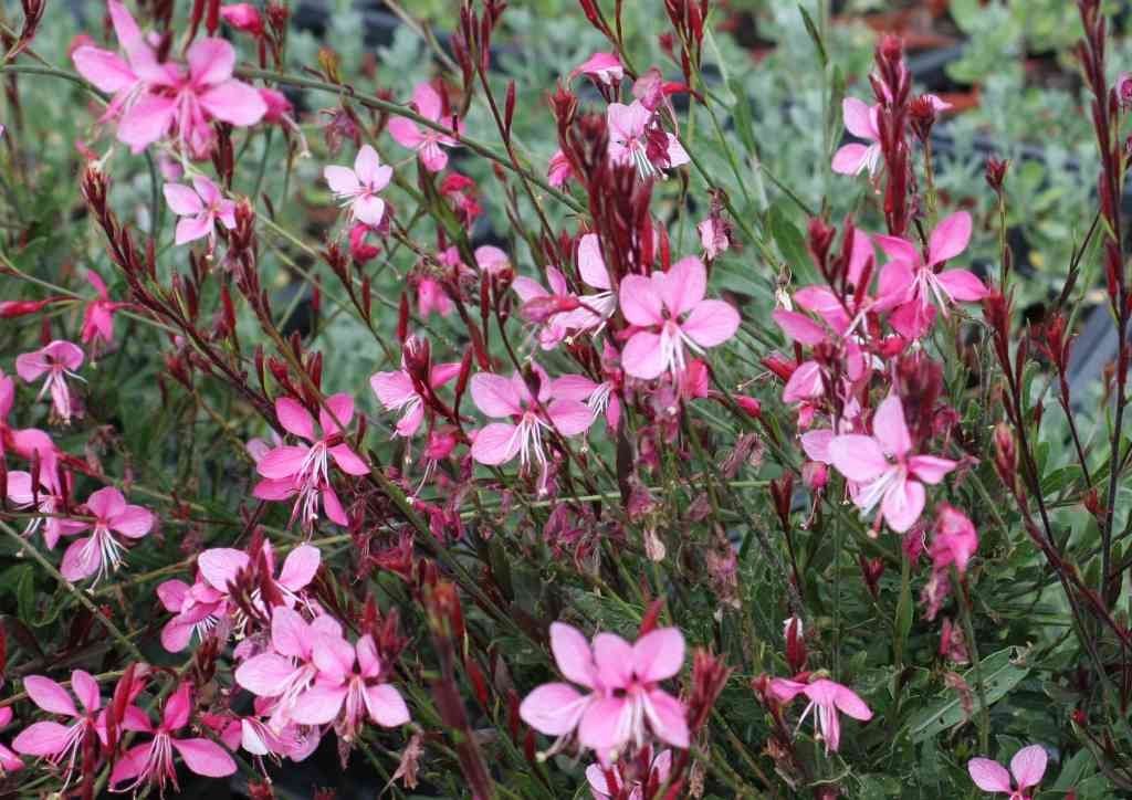 Live Gaura (dwarf, pink) aka Gaura lind. 'Dwarf Pink' Plant Fit 1