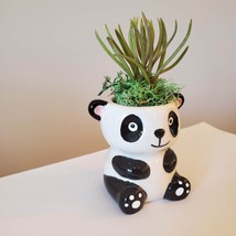 Mini Panda Planter with Succulent, Animal Plant Pot with Senecio Himalaya image 4