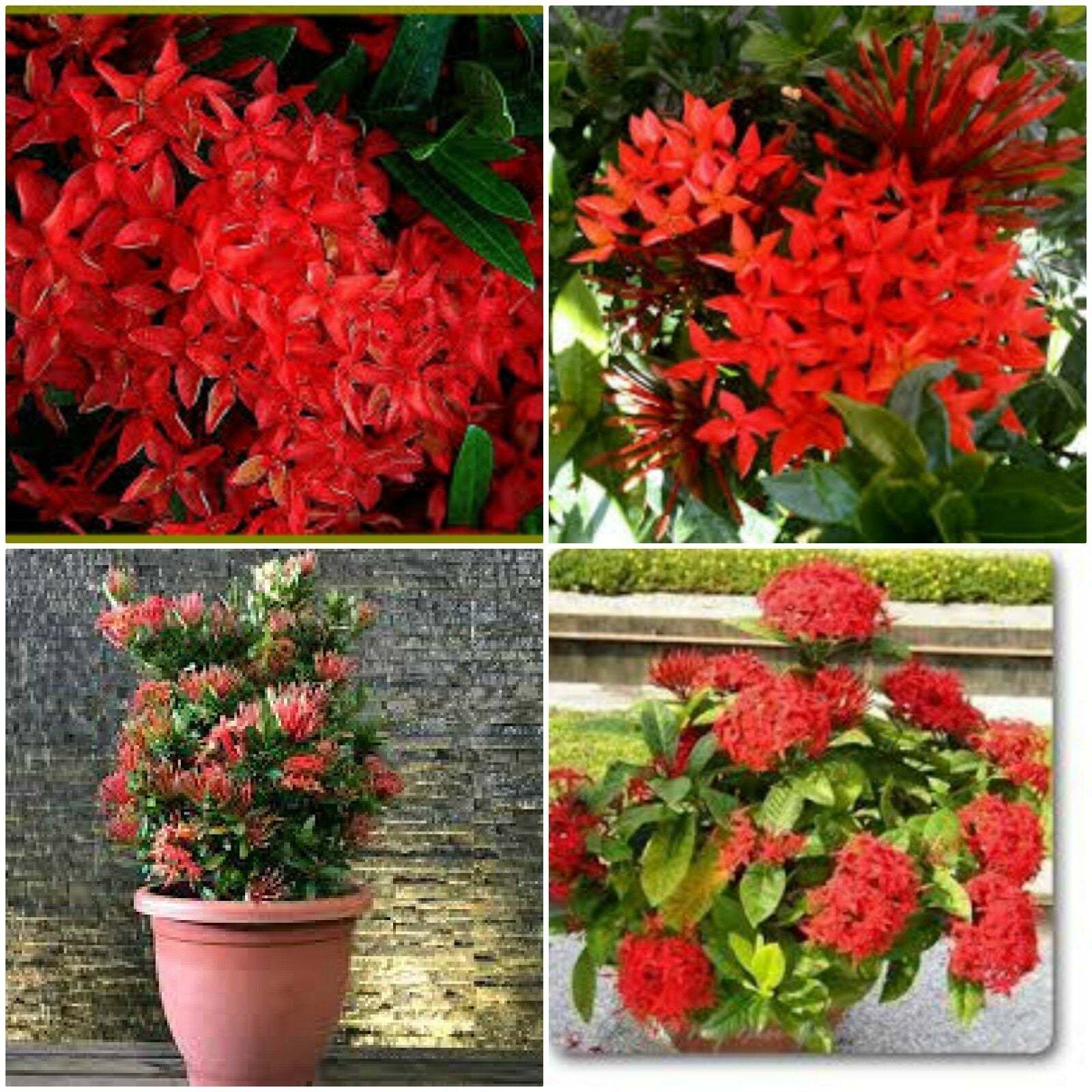 2 Dwarf Red Ixora live plants 2 TO 5 INCHES TALL~2 plugs per order ...