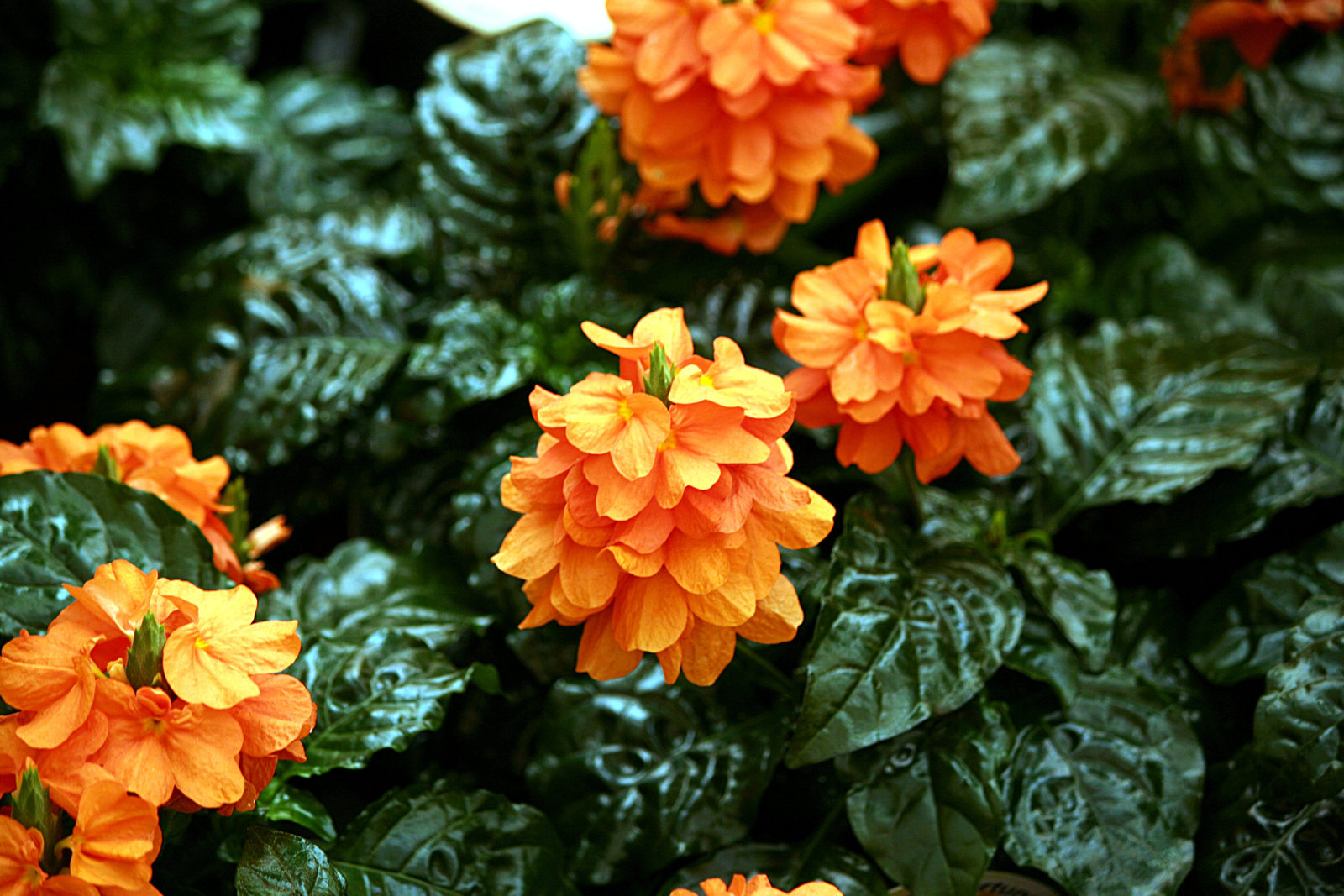 200 Seeds Crossandra infundibuliformis ,Orange Marmalade , firecracker flower,