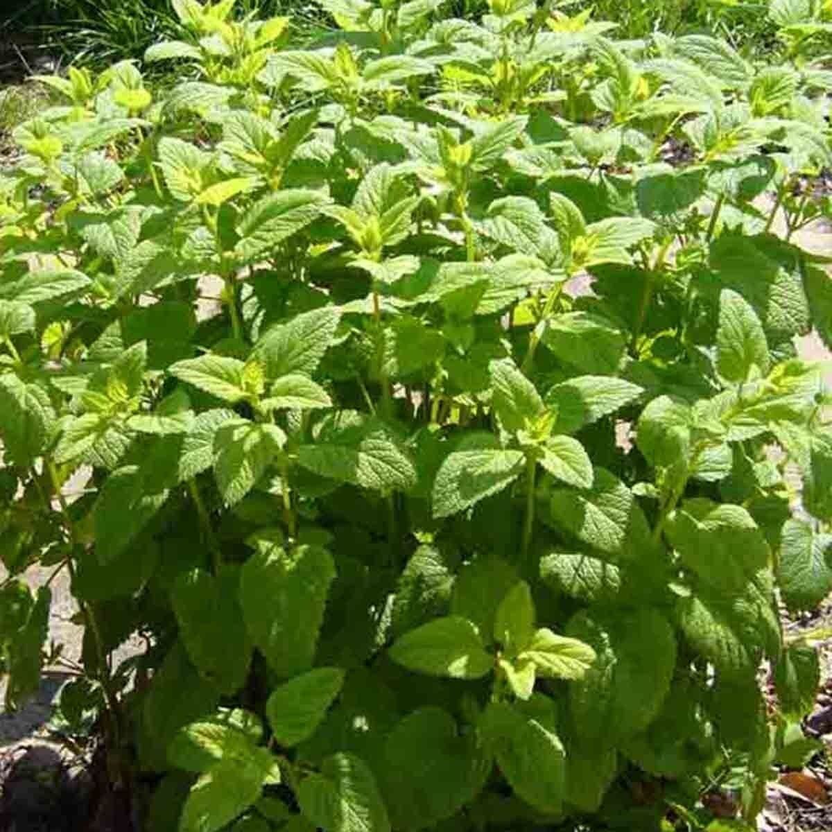 lemon balm as insect repellent