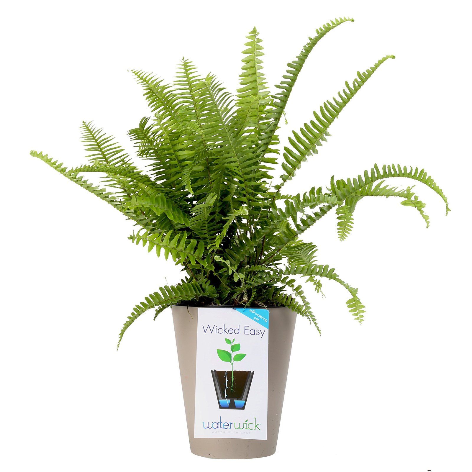 Costa Farms, WaterWick SelfWatering Planter, Premium Live Indoor Fern