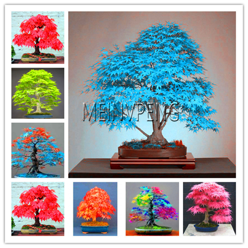 BestSelling!blue maple tree bonsai Bonsai tree plants. rare sky blue