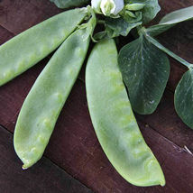 Ship From Us Oregon Giant Pea Seeds - 50 Lb Seeds - Heirloom, NON-GMO, TM11 - $290.96