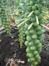 Brussels Sprouts Seeds - long Island Improved -  Vegetable Seeds  Outdoor Living - $31.99