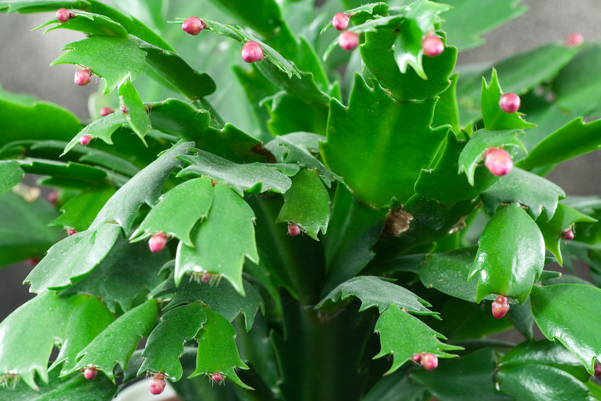 Christmas Zygo Cactus Schlumbergera truncata Fresh/rooted Cutting ...