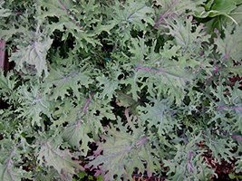 Bulk Organic Red Russian Kale Seeds (10 Lbs) - $159.34
