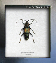 Long Horned Colorful Beetle Glenea Sarasinorum Entomology Collectible Shadowbox - $44.99