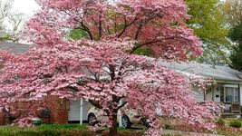 Pink Dogwood tree 10-16" tall quart pot image 6