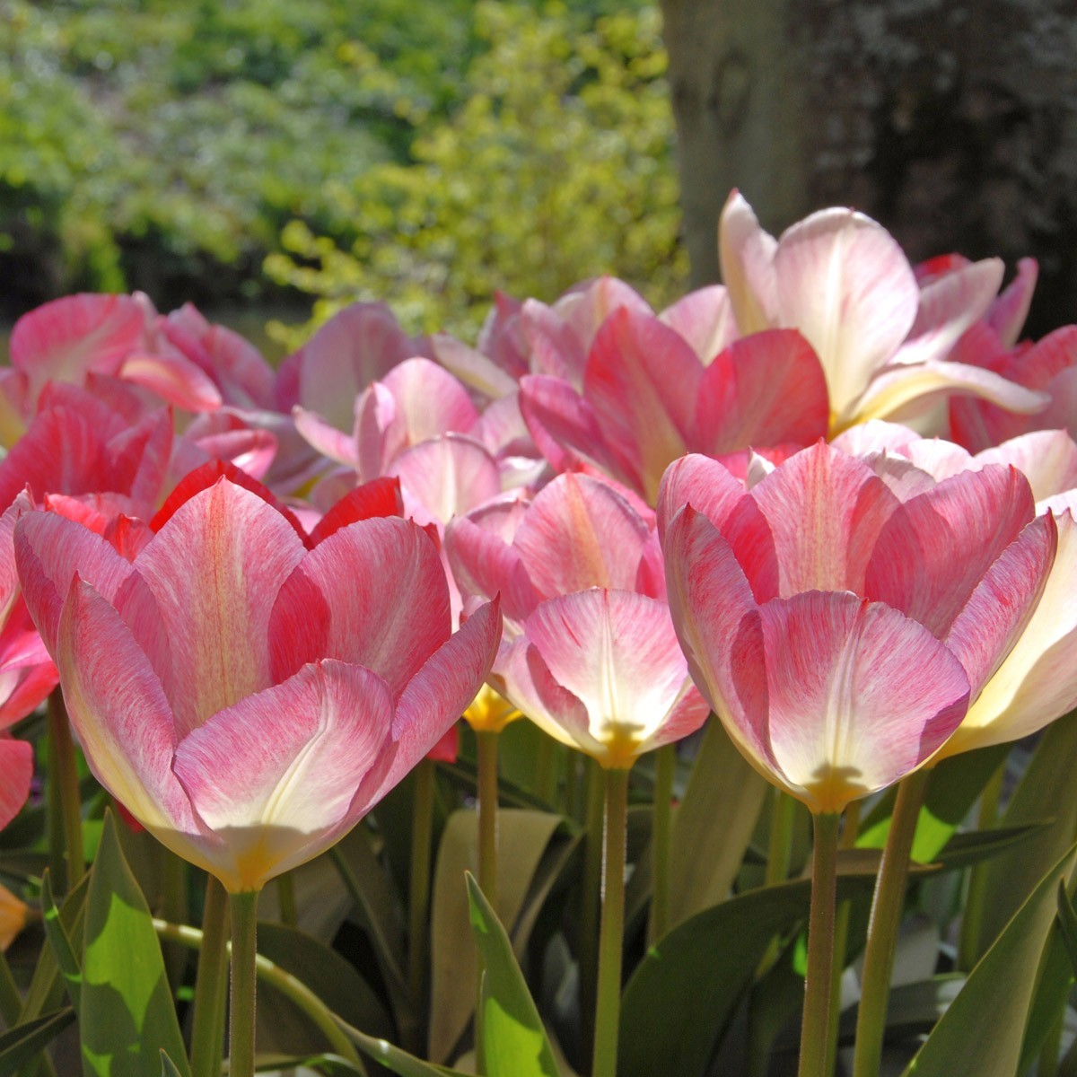5 White Pink Yellow Tulip Bulbs Bi Color Spring Flower Garden Hardy ...