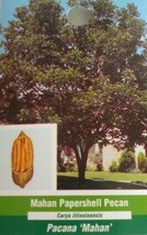 Mahan Paper Shell Pecan Tree Shade Nut Trees Live Plant Pecans Nuts Plants - $121.20
