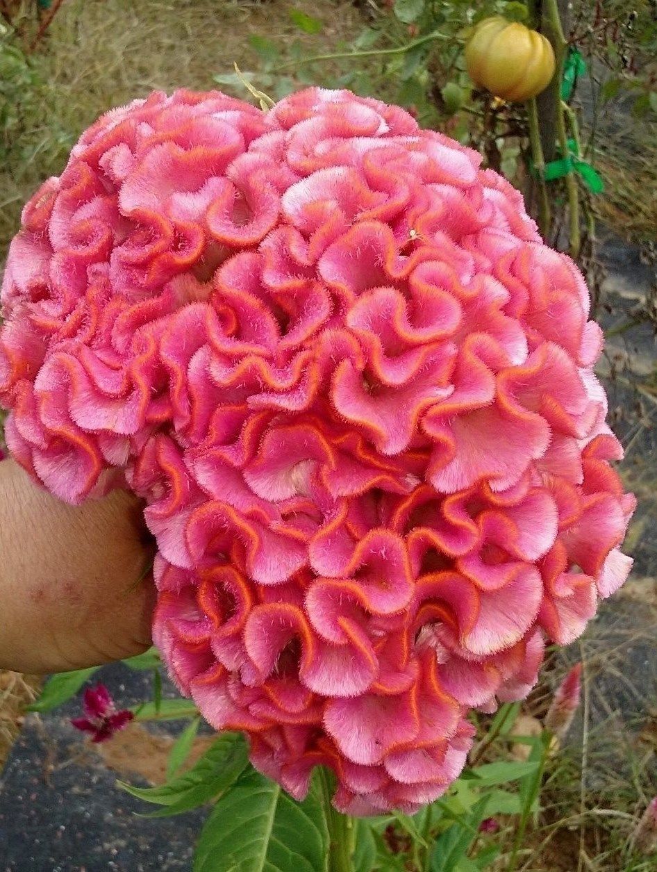 Light Pink Brain Celosia! 25 SEEDS! 24 ft tall Comb.S/H! OLD AMISH