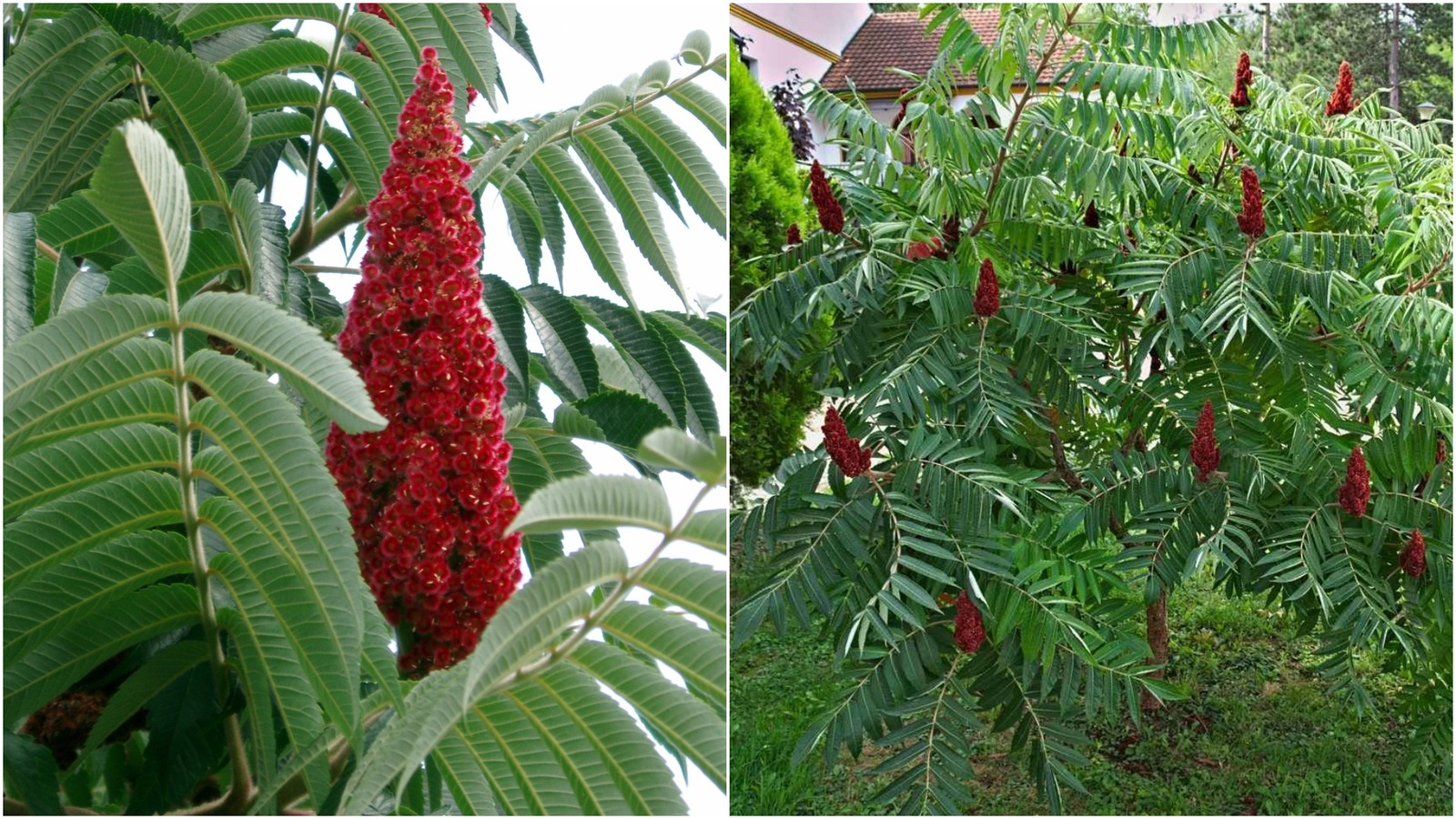 Live Plant Staghorn Sumac Shrub Or Small Tree Live 1 Plant In 1 Gallon Pot Plants And Seedlings