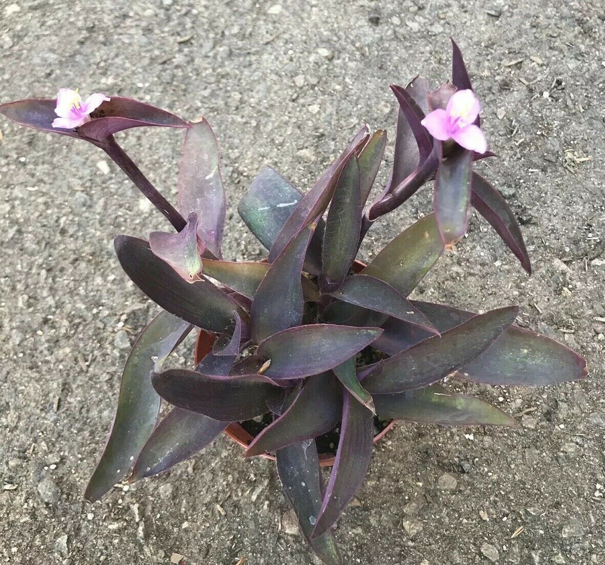 purple heart plant wandering jew