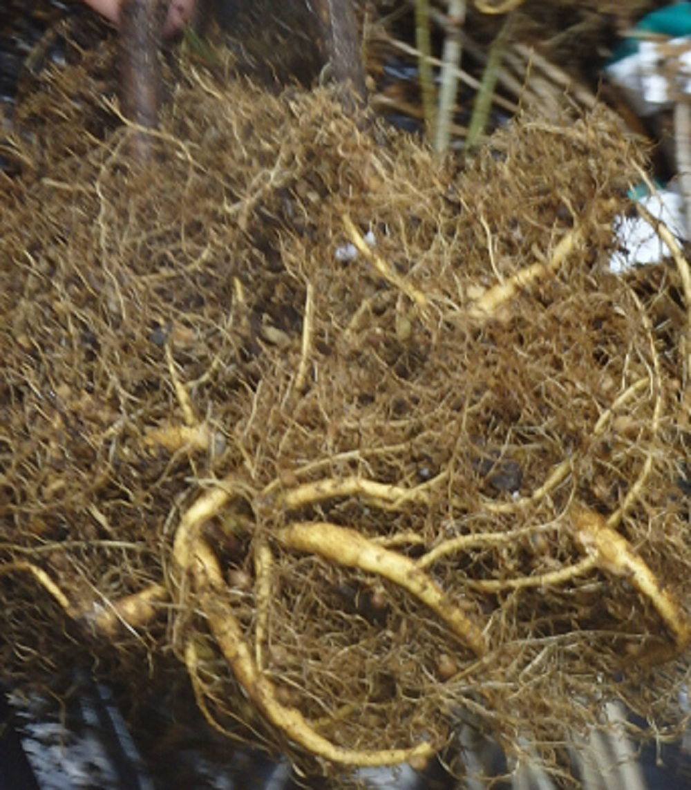 1 Grafted Plant Root Prolific Wisteria Sinensis Flower Tree Plant