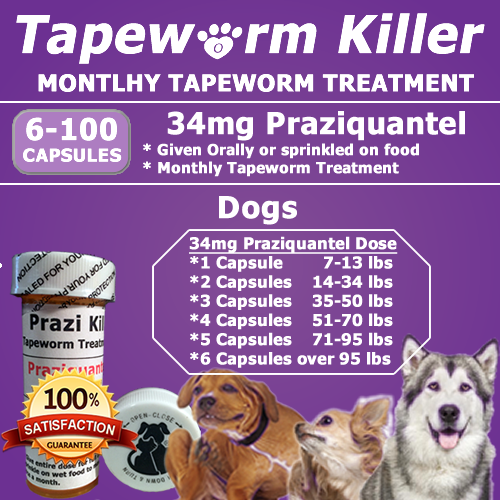 Dog tapeworm treatment home remedy