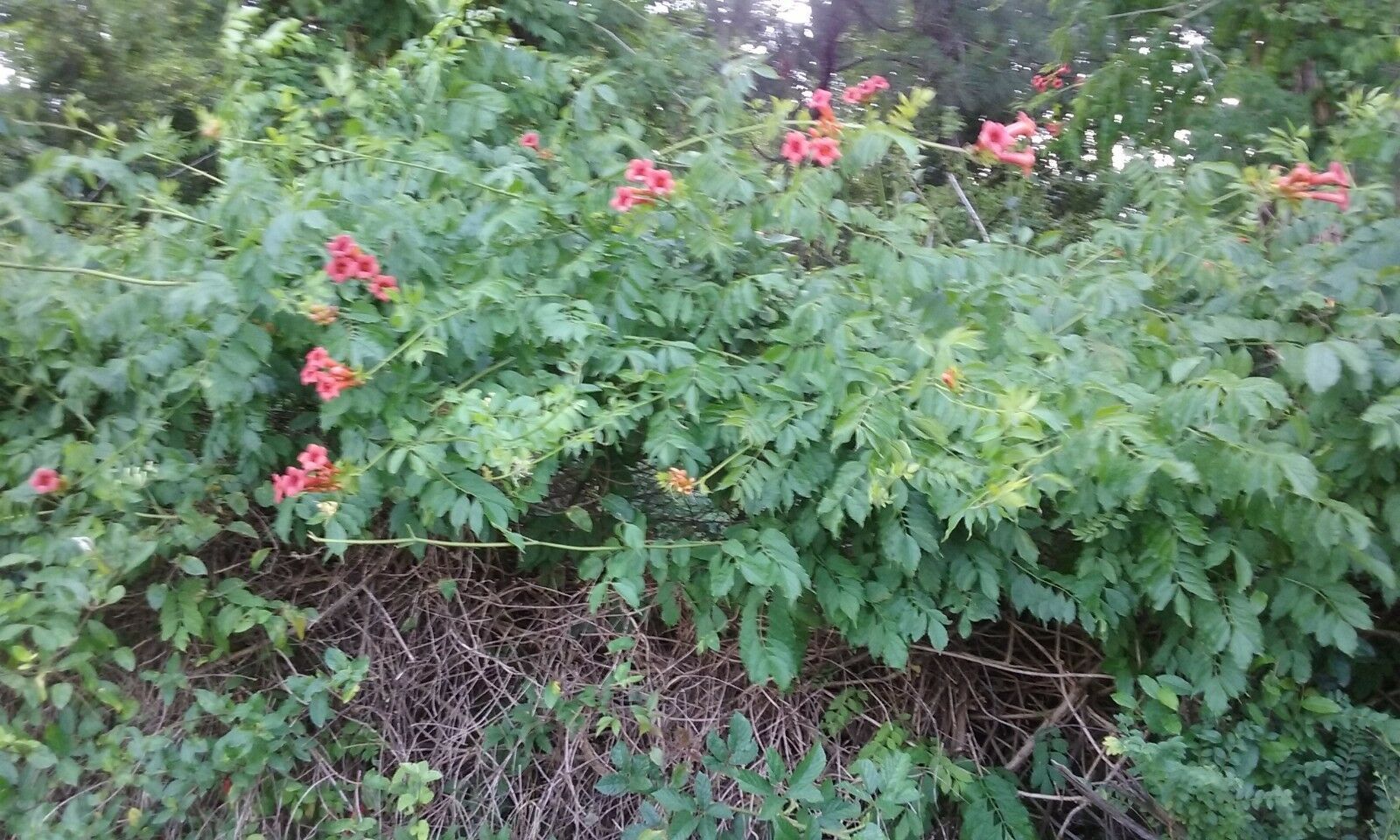 2 Bare Root Red Trumpet Vine Trumpet Creeper Campsis Radicans Bulbs