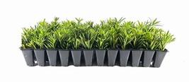 Dwarf Podocarpus Macrophyllus Pringles - 40 Live Plants - Dense Evergreen Low He - $119.98