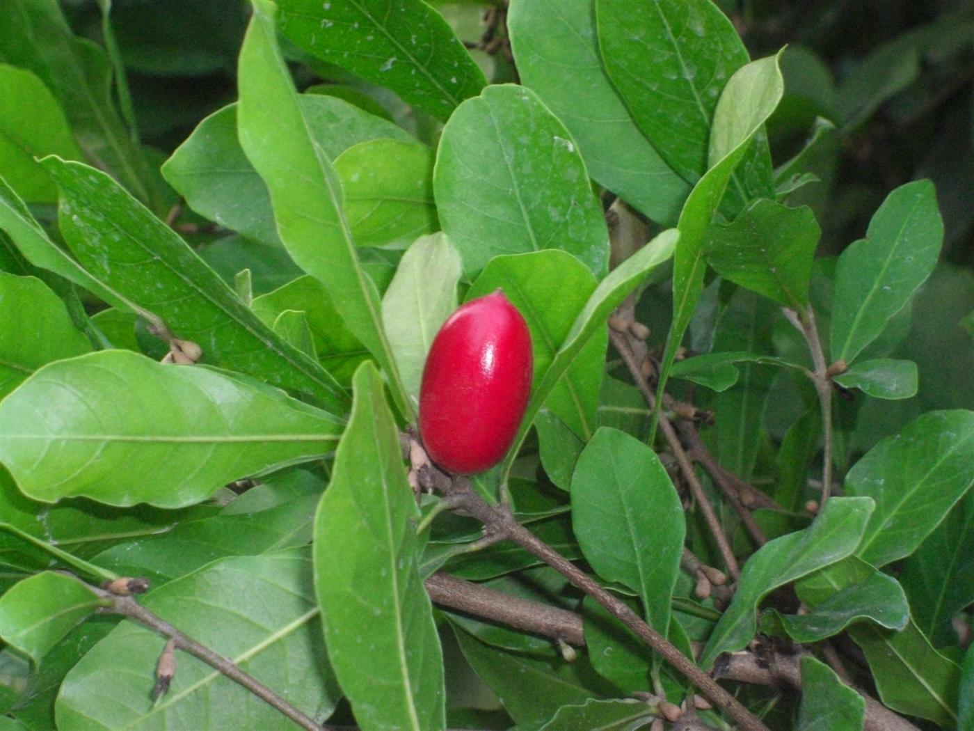 Miracle Fruit Plant Synsepalum Dulcificum Tree Miracle berry Buy 2 Get ...