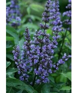 1 Live Plant 3&quot; Pot Vitex Agnus Castus Plant, Blue Diddley Chaste Flower... - $60.00