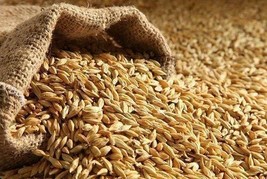 Indian Premium Raw Barley Seeds Sabut Jau For Pooja/ Eating 100-1000gm FREE SHIP - $7.91+