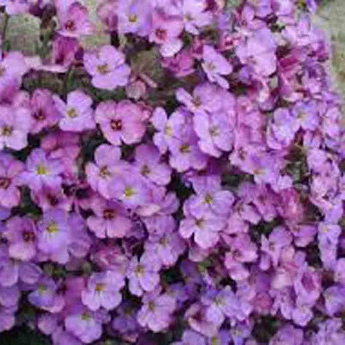 1000 ROCK CRESS ROCKCRESS SEED DEER PEST RESISTANT FLOWER