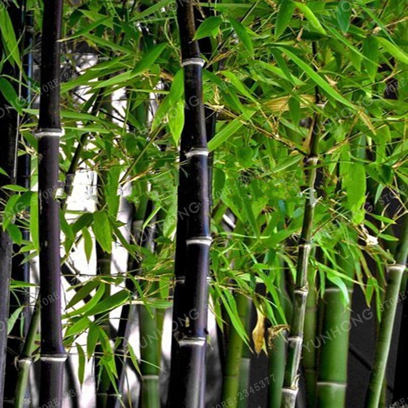 moso giant bamboo
