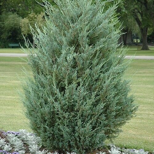 PREMIUM SEED 120 Seeds Rocky Mt. Juniper Tree (Juniperus scopulorum ...