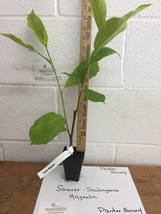 Saucer Magnolia Soulangeana 2.5" pot shrub/tree image 4