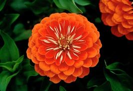100 Zinnia Seeds Dreamland Coral FLOWER SEEDS - Outdoor Living - Gardening - $46.99