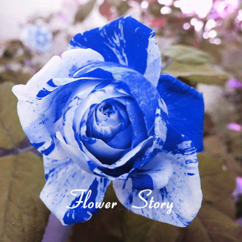 20 Blue Dragon Rose Seeds ,Rare beautiful stripe rose bush plant,garden ...