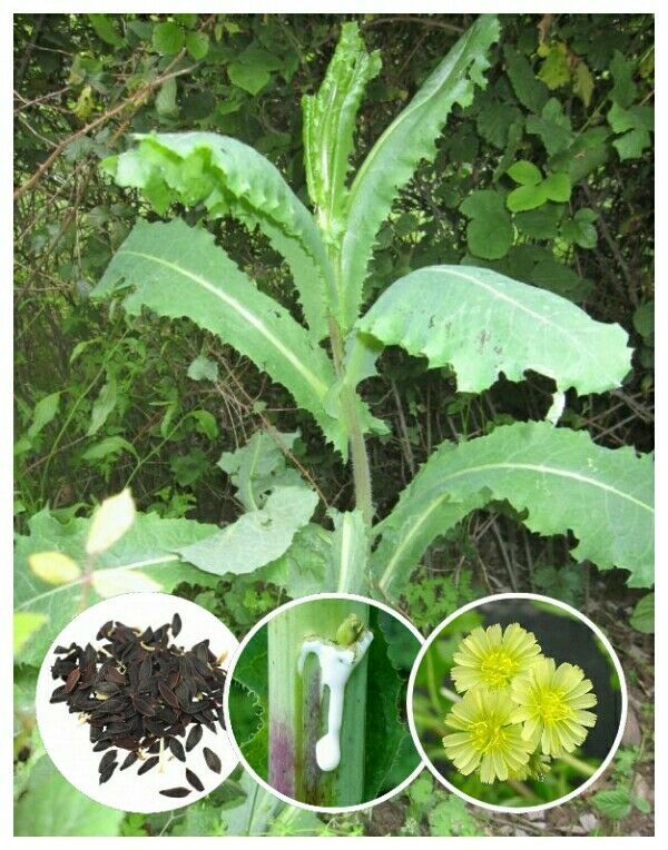 25+ Wild/Opium Lettuce Seeds (Lactuca virosa) Packed for 2019 *Free US