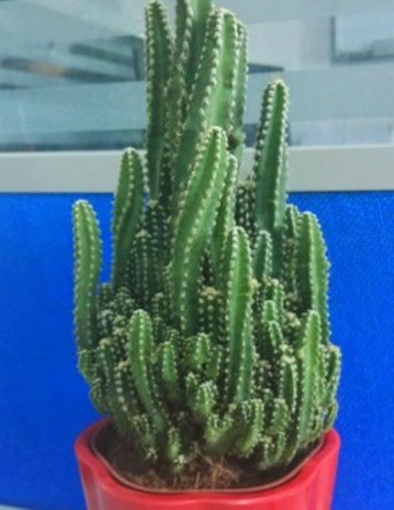 1 Live Plant 1,5 Pot Cereus Plant, Fairy Castle Cactus Plant Houseplant - DL