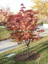 Pink Dogwood tree 10-16" tall quart pot image 8