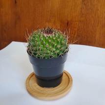 Live Cactus Plant - Mammillaria Mystax Globe Cactus, 3" Succulent Houseplant image 2