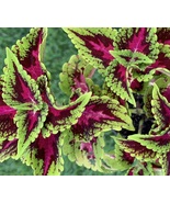Organic Live Plant Coleus Kong Rose Purple Green Leaves, Size Approx 3&quot; - $21.99