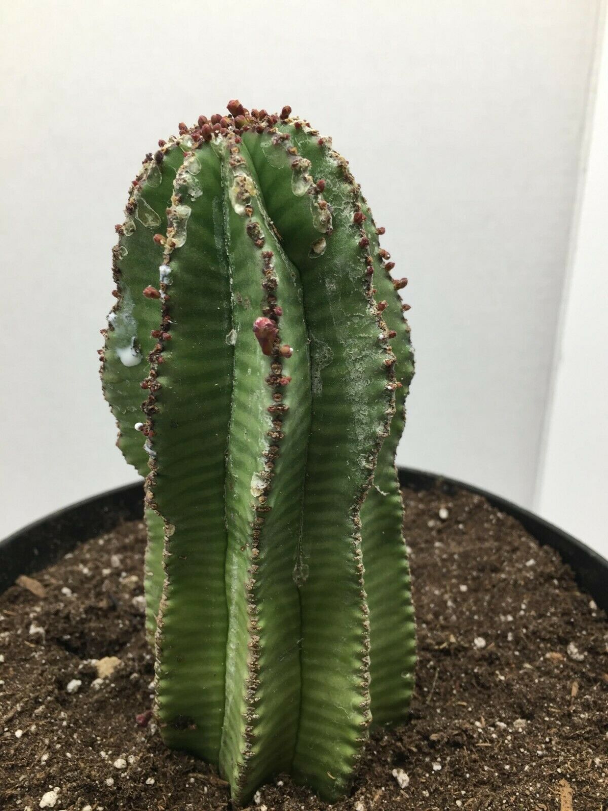 Large Euphorbia anoplia “Tanzanian Zipper Plant” cactus succulent live