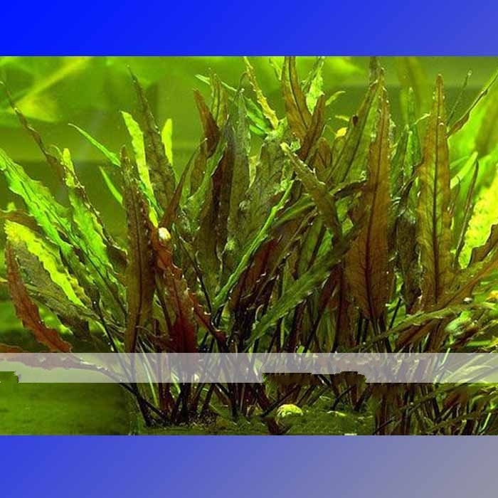 100 Seed 25 Types Aquarium Grass Water Aquatic, DIY Ornamental Grass DO