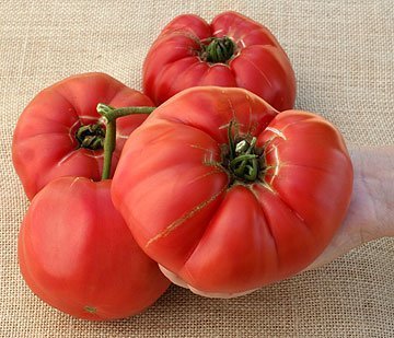 Tomato Seeds German QueenLuscious, Sweet Beefsteak, 75 Seed Pack,Organic, USA