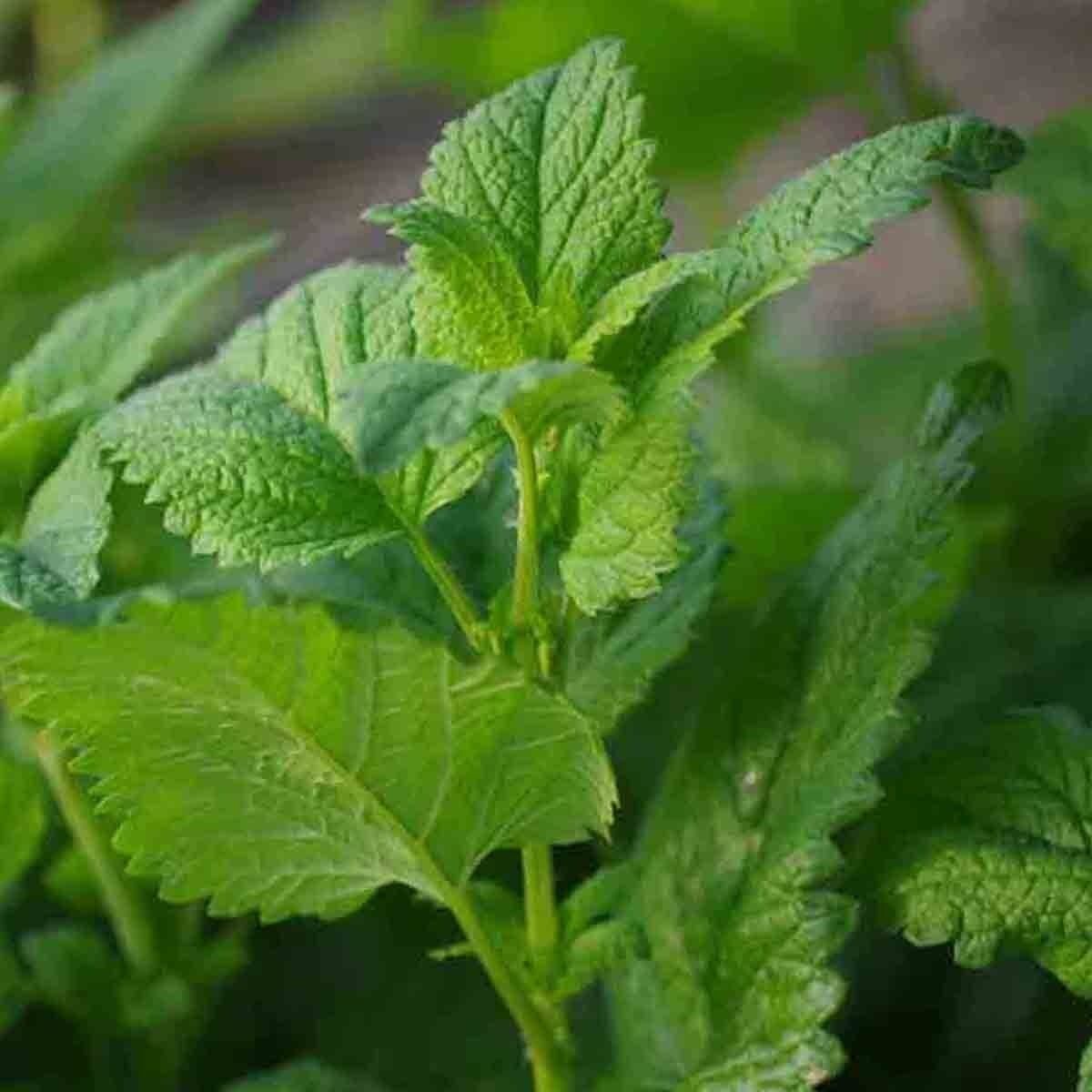 lemon balm as insect repellent