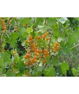 1 Golden Currant Shrub, 8+in, Fast Growing Berry Fruit Plant in Garden L... - $18.95