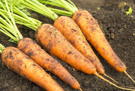 Carrot Seeds - Danvers 126  - Outdoor Living - Vegetable Seeds -  Free Shipping - $29.99