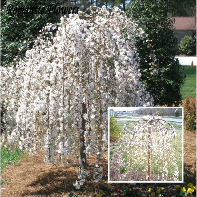 20+ Snow Fountain Weeping Cherry Tree Seeds, Decorative Flower Seed ...