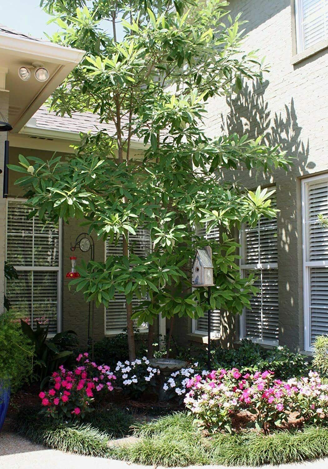 Sweet Bay Magnolia Tree Magnolia Virginiana Live Plants